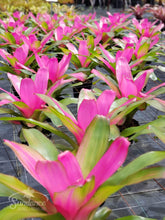 Load image into Gallery viewer, Neoregelia 1G/6"
