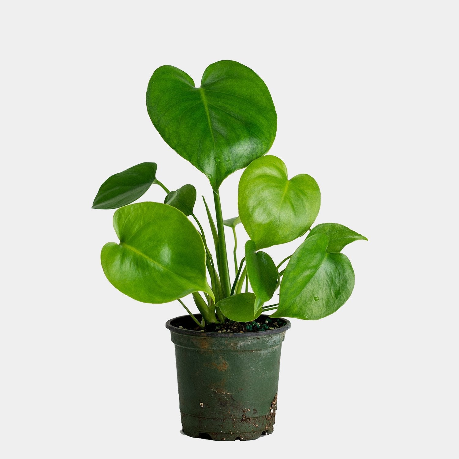 buy monstera deliciosa in broward Monstera Deliciosa 6" – Casaplanta Miami