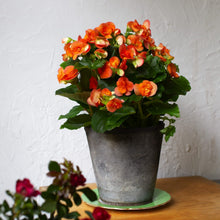 Load image into Gallery viewer, Begonia Floral Pot 6"
