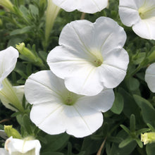 Load image into Gallery viewer, Petunia 4.5"
