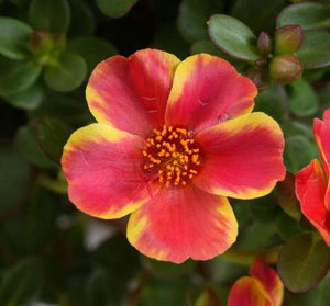 Purslane Campino 4.5"