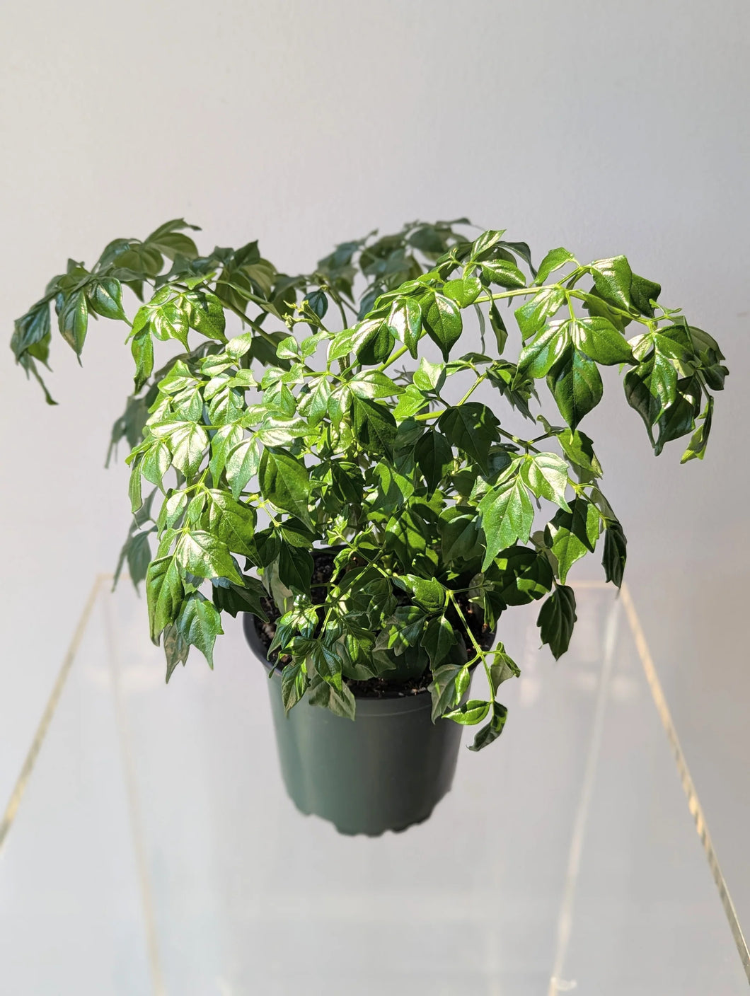 china doll plant terrarium China Doll Variegated 4" – Casaplanta Miami