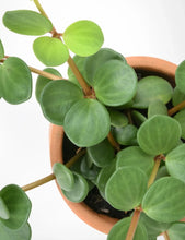 Load image into Gallery viewer, Peperomia Hope 6"
