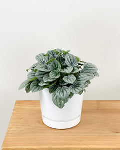 Peperomia Frost 6"