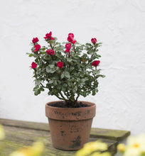 Load image into Gallery viewer, Knockout Petite Rose
