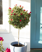 Load image into Gallery viewer, Knockout Petite Rose
