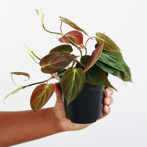 Philodendron Mican 6"