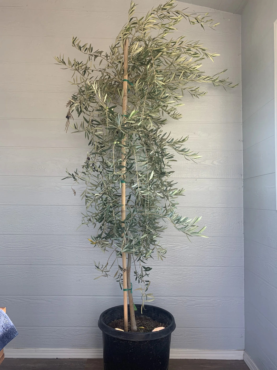 Olive Tree