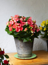 Load image into Gallery viewer, Begonia Floral Pot 6"
