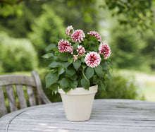 Load image into Gallery viewer, Dahlia 1G/6"

