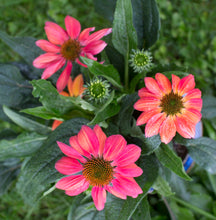 Load image into Gallery viewer, Echinacea 1G/6"
