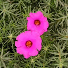 Load image into Gallery viewer, Purslane Samba 6”/1G
