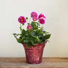 Load image into Gallery viewer, Dahlia 1G/6"
