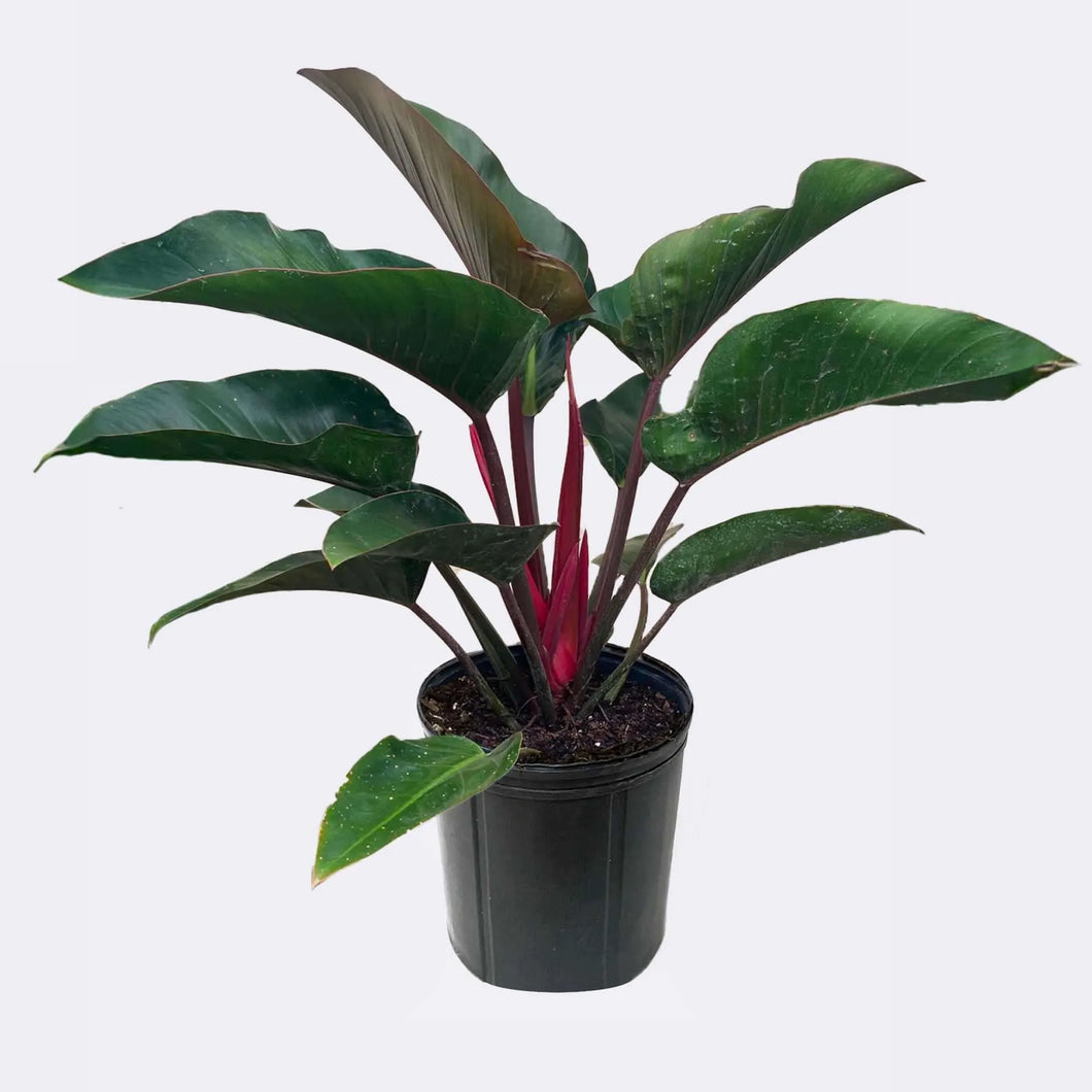 philodendron rojo congo species Philodendron Congo Rojo 3G/10" – Casaplanta Miami