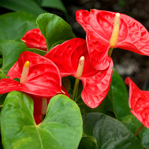 Anthurium Red Heart 3G/10"