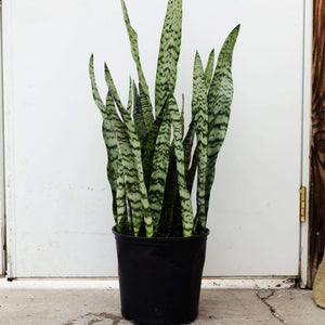 Sansevieria Zeylanica 3G/10"