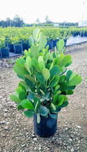Load image into Gallery viewer, Small Leaf Clusia
