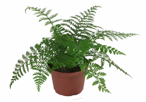 Austral Gem Fern 4"