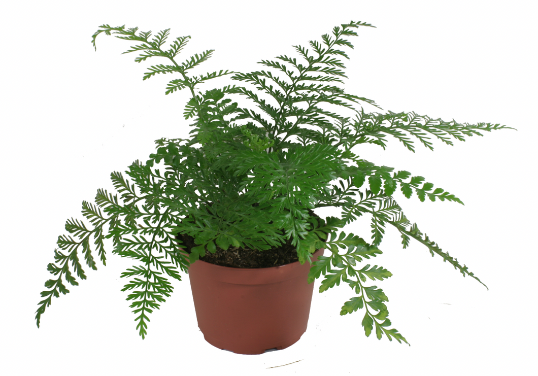 Austral Gem Fern 4