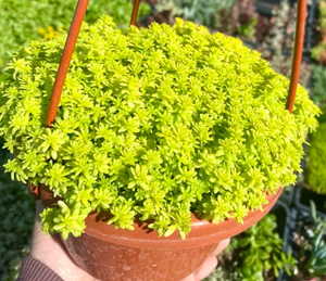 Sedum Gold 6"