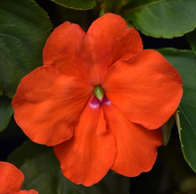Load image into Gallery viewer, Impatiens Beacon Series 4.5"
