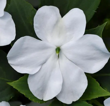 Load image into Gallery viewer, Impatiens Beacon Series 4.5"
