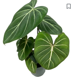 philodendron miami Philodendron Gloriosum 4" – Casaplanta Miami