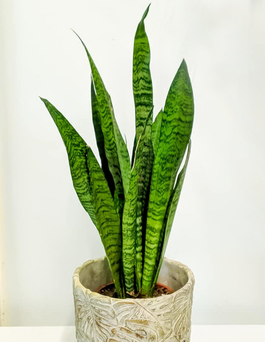 Sansevieria Zeylanica 3G/10