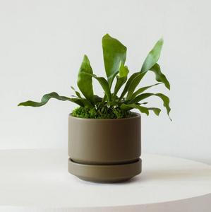 Staghorn Fern Netherlands 6"