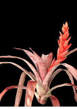 Load image into Gallery viewer, Aechmea 2G/8"
