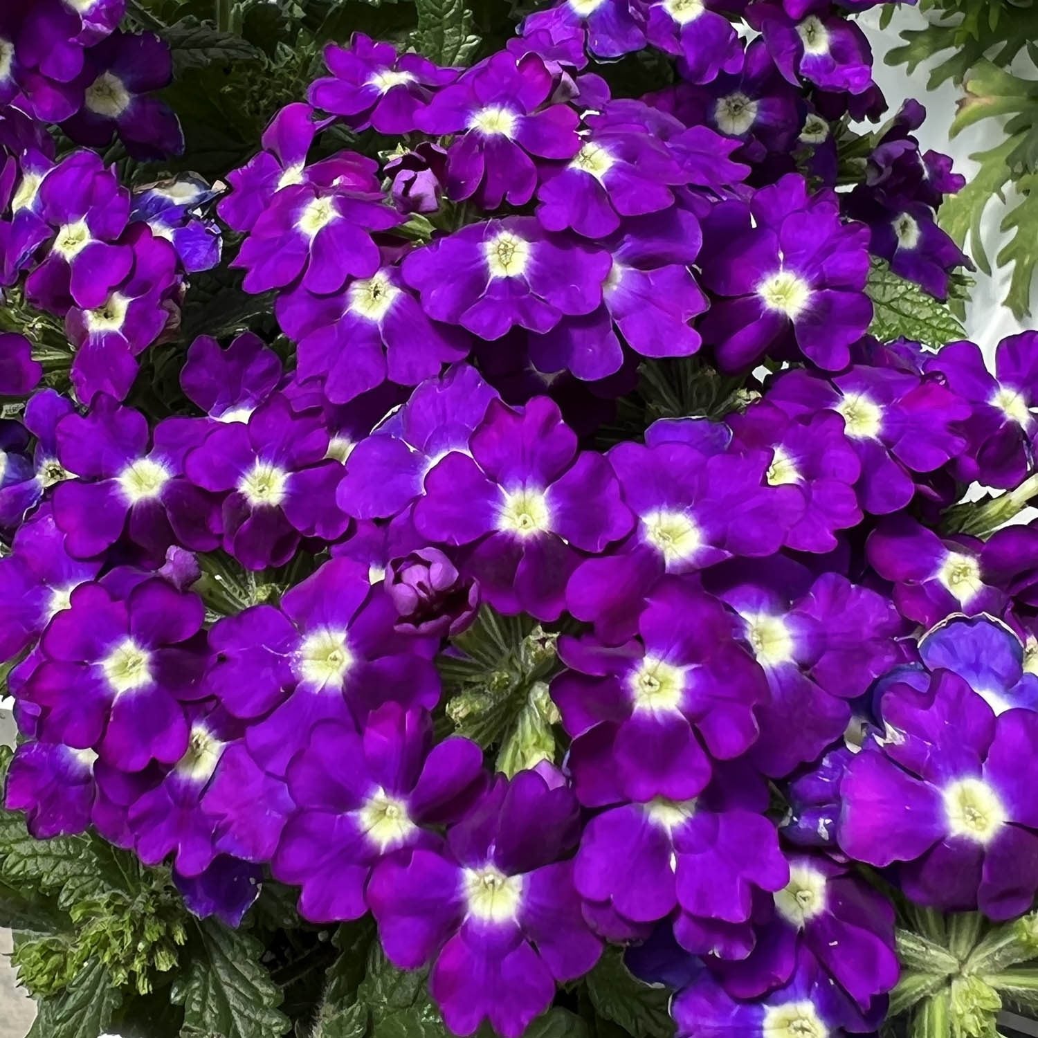 Verbena Lanai Upright 6