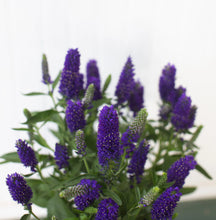 Load image into Gallery viewer, Veronica 1G/6"
