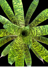 Load image into Gallery viewer, Vriesea 1G/6"
