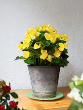 Load image into Gallery viewer, Begonia Floral Pot 6"
