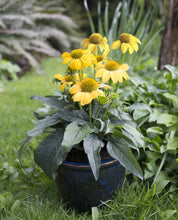 Load image into Gallery viewer, Echinacea 1G/6"
