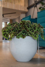 Load image into Gallery viewer, Mini Orb Pot, Grey Washed

