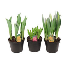 Load image into Gallery viewer, Flowering Bulbs Assorted Varieties
