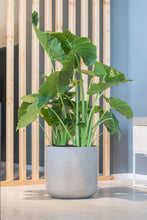 Load image into Gallery viewer, Charlie Planter, Grey Washed
