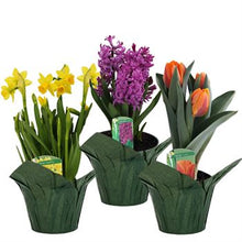 Load image into Gallery viewer, Flowering Bulbs Assorted Varieties
