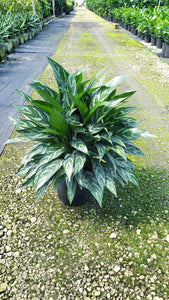 Aglaonema Tigress