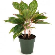 Load image into Gallery viewer, Aglaonema Moonstone Miles 6&quot;
