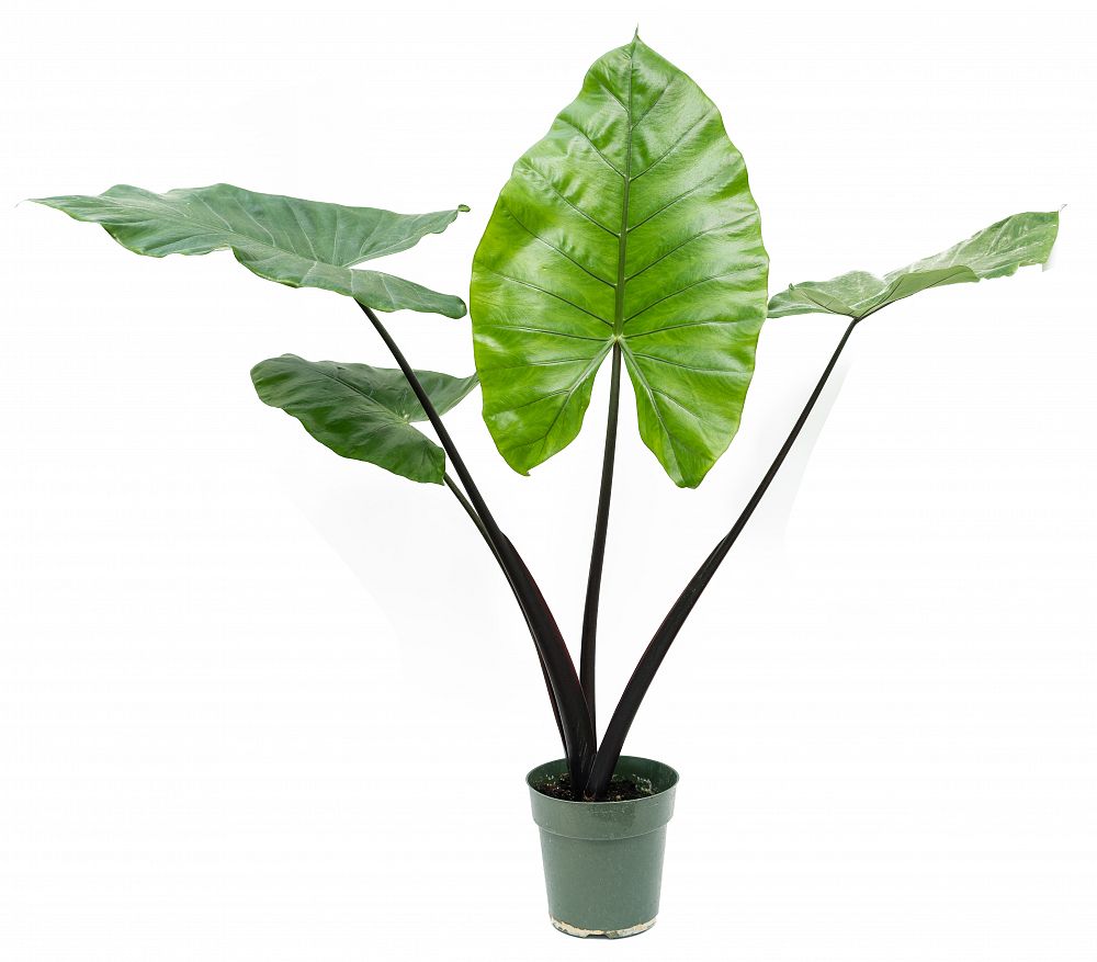 Alocasia Black Stem 15G/17”