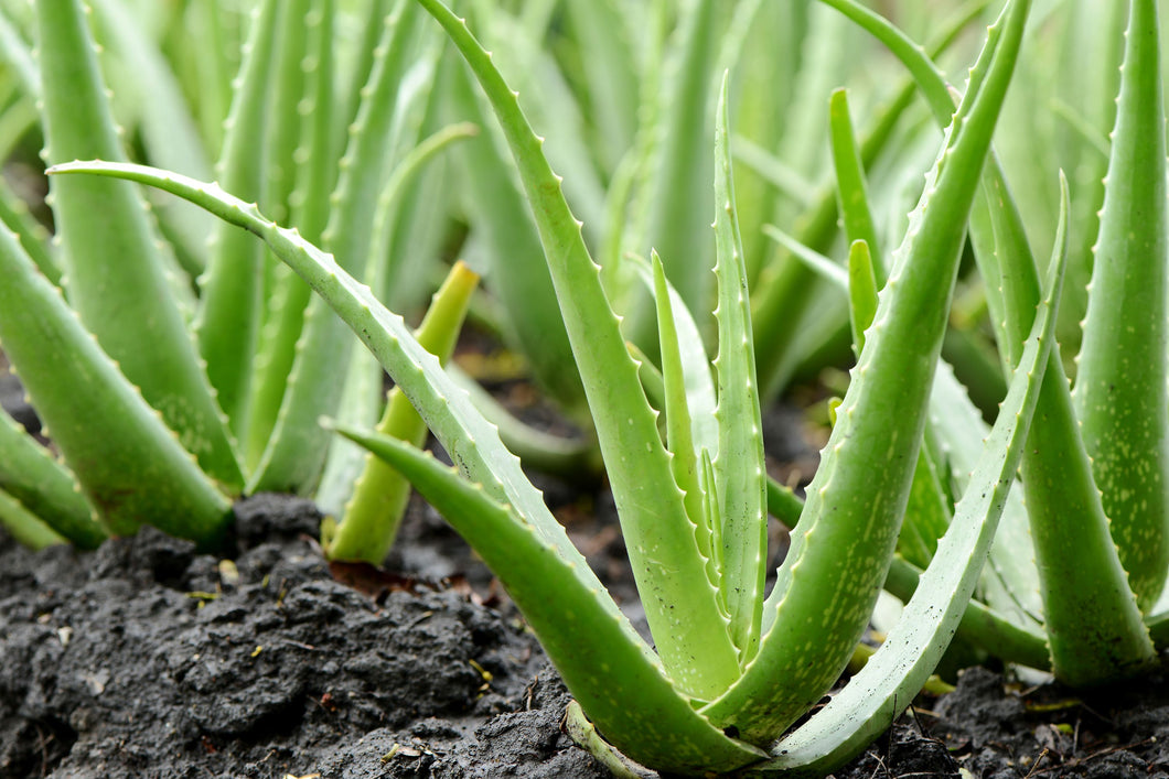 Aloe Vera 4