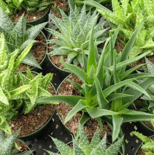 Aloe Assorted 4