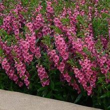 Load image into Gallery viewer, Angelonia Archangel 4.5”
