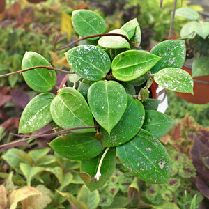 Hoya Parasitica 'Splash' 6"