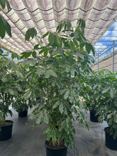 Load image into Gallery viewer, Schefflera Amate
