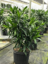 Load image into Gallery viewer, Dracaena Reflexa
