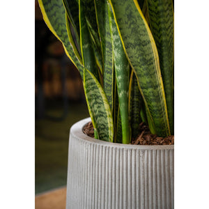 Pax, Dark Grey