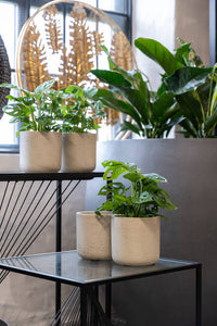 Charlie Planter, Grey Washed